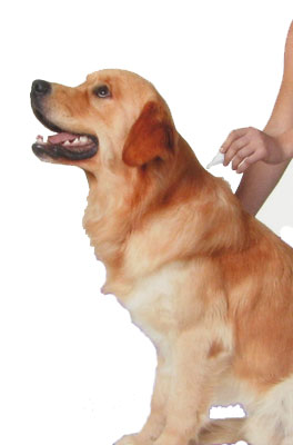 Traitement Anti Puces et Tiques des Chats et Chiens