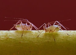 Protégez Naturellement Vos Plantes des Insectes Protégez Naturellement Vos Plantes des Insectes